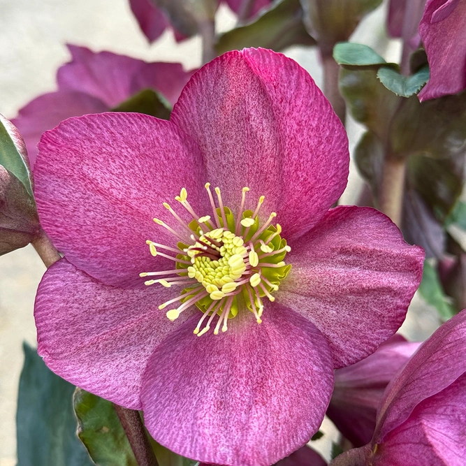 Helleborus 'Ice Rose Red' (Pot Size 4.5L)