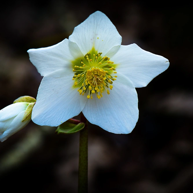 Helleborus 'Little Darling' (Pot Size 13cm) - Hellebore Christmas Rose