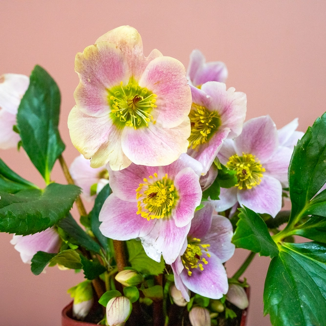 Helleborus  'Liva'  (Pot Size 2L) Hellebore - image 1