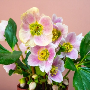 Helleborus  'Liva'  (Pot Size 2L) Hellebore - image 1