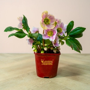 Helleborus  'Liva'  (Pot Size 2L) Hellebore - image 2