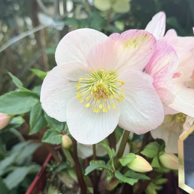 Helleborus  'Lola'  (Pot Size 2L) Hellebore