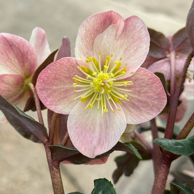 Helleborus 'Maestro' (Pot Size 3L)