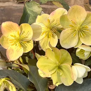 Helleborus 'Marlon' (Pot Size 4.5L) - image 1