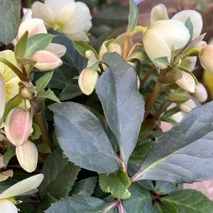 Helleborus 'Marlon' (Pot Size 4.5L) - image 2