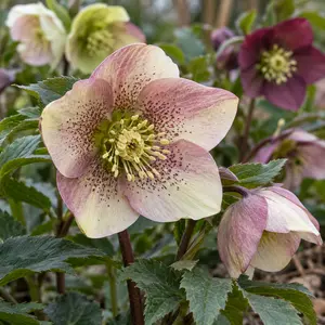 Helleborus Mix - Mixed cultivars