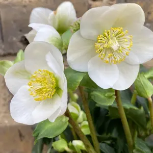 Helleborus niger 'Christmas Carol' (Pot Size 7cm) - image 2