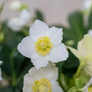 Helleborus niger 'HGC Jesko' (Pot Size 9cm) - image 1