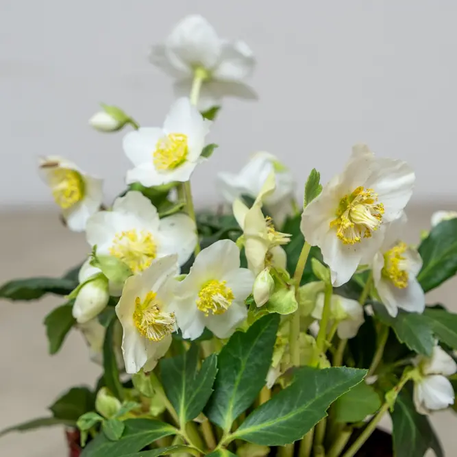 Helleborus niger 'HGC Jesko' (Pot Size 9cm) - image 2