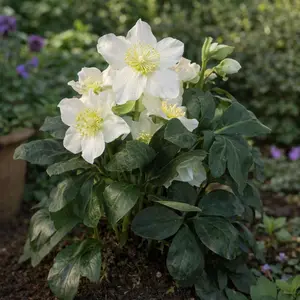 Helleborus niger 'Jasper White' (Pot Size 17cm)