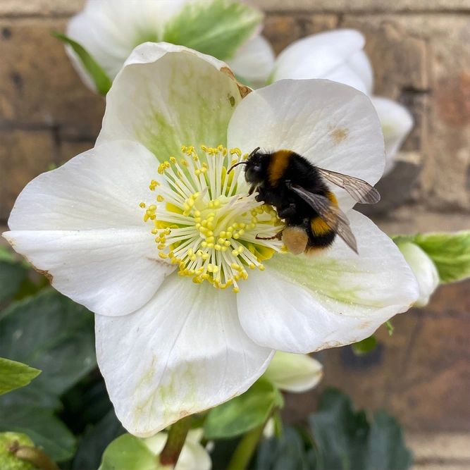 Helleborus niger 'Mont Blanc' (Pot Size 17cm) White Hellebore - image 1