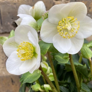 Helleborus niger 'Mont Blanc' (Pot Size 17cm) White Hellebore - image 2