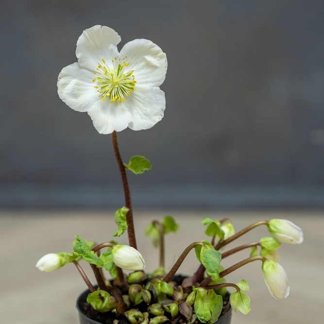 Helleborus niger 'Verboom Beauty'  (Pot Size 12cm) Christmas Rose - image 2