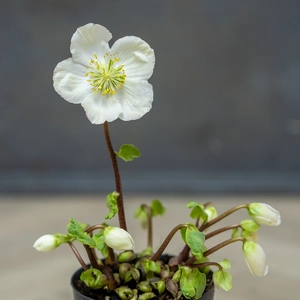 Helleborus niger 'Verboom Beauty'  (Pot Size 12cm) Christmas Rose - image 2