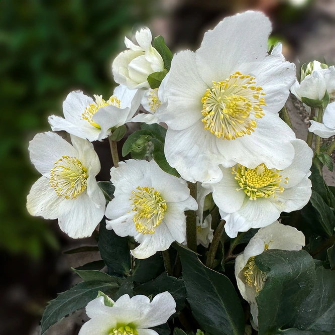 Helleborus niger 'Wintergold' (Potsize 2L) - image 1