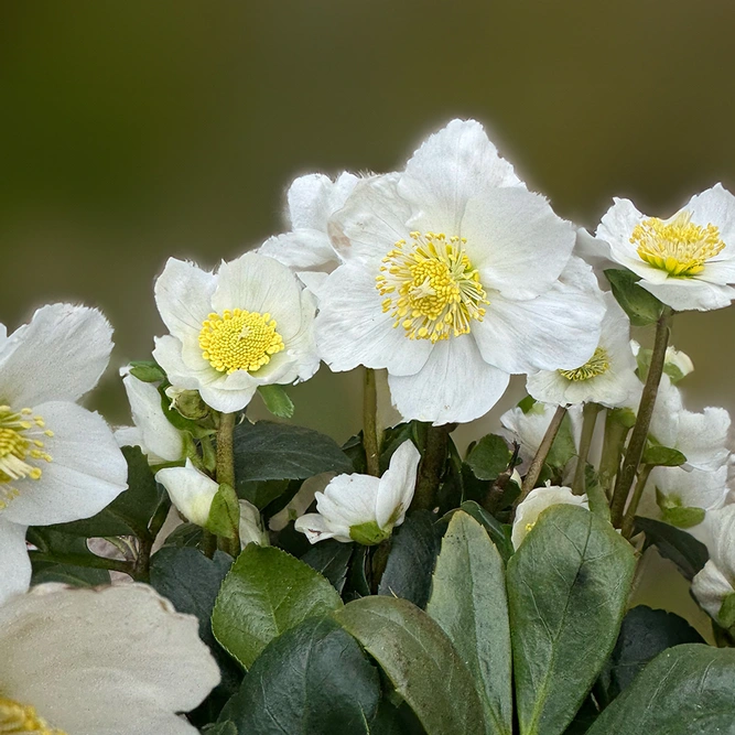 Helleborus niger 'Wintergold' (Potsize 2L) - image 2