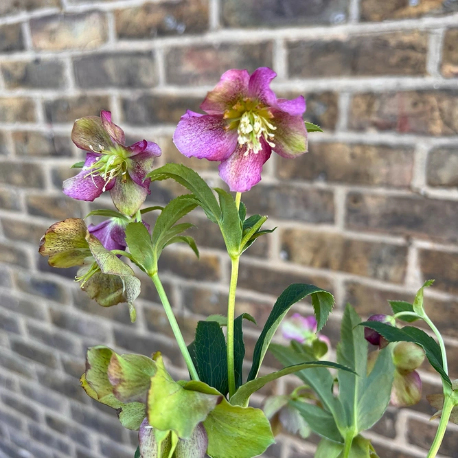 Helleborus Orientalis Pink (Pot Size 12cm) Pink Lenten Rose - image 1