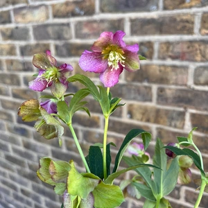 Helleborus Orientalis Pink (Pot Size 12cm) Pink Lenten Rose - image 1