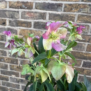 Helleborus Orientalis Pink (Pot Size 12cm) Pink Lenten Rose - image 2