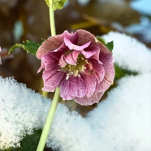 Helleborus Orientalis (Pot Size 15cm) Lenton Rose - image 1