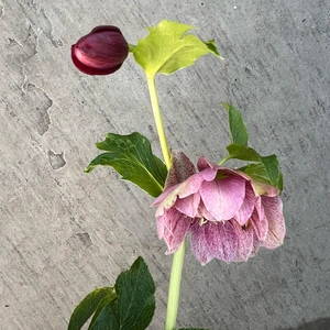 Helleborus Orientalis (Pot Size 15cm) Lenton Rose - image 2
