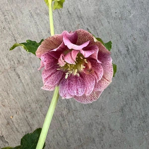 Helleborus Orientalis (Pot Size 15cm) Lenton Rose - image 3