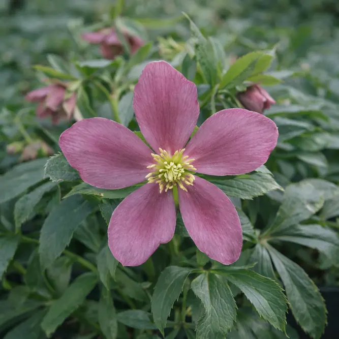 Helleborus orientalis 'Red' (Pot Size 12cm) Red Hellebore