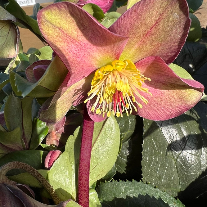 Helleborus 'Purple Marble' (Pot Size 14cm) Marble Leaf Hellebore - image 1