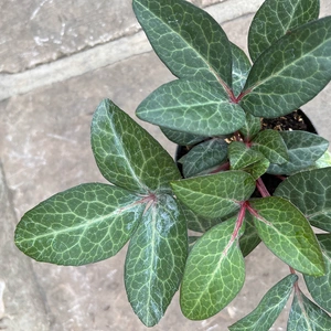 Helleborus 'Purple Marble' (Pot Size 14cm) Marble Leaf Hellebore - image 3