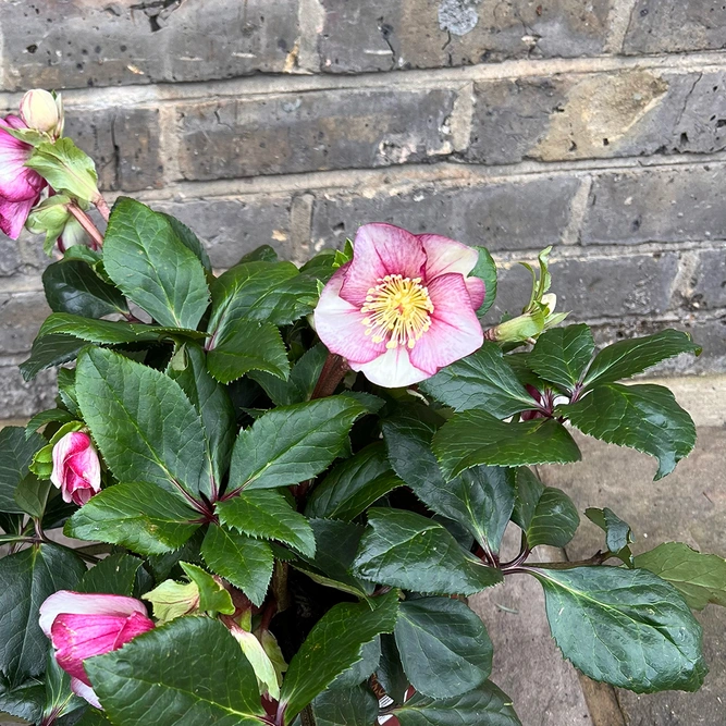 Helleborus 'Rosado' (Hellebore Pot Size 4.5ltr)