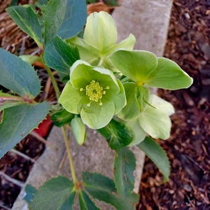 Helleborus argutifolius Viv., 尖叶铁筷子(World flora) - Pl@ntNet identify