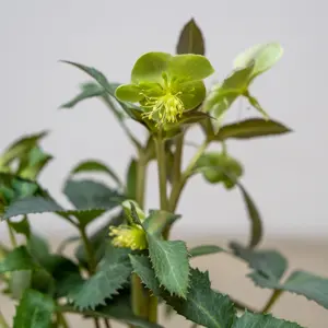 Helleborus × sternii (Pot Size 9cm) - image 3