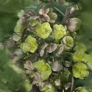 Helleborus × sternii (Pot Size 9cm) - image 1