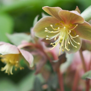 Helleborus × sternii  'Silver Star' available at Boma Garden Centre image by M's photography