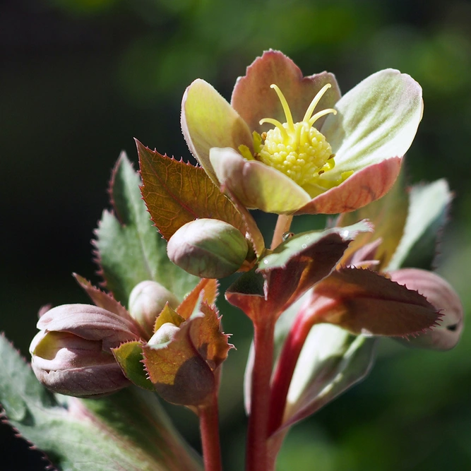 Helleborus × sternii  'Silver Star' available at Boma Garden Centre image by M's photography