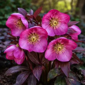 Helleborus 'Strawberry Moon' (Pot Size 19cm)
