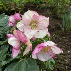 Helleborus 'Winter Ballet Liara' (Pot Size 2L) - image 1