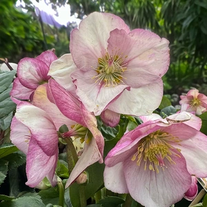 Helleborus 'Winter Ballet Liara' (Pot Size 2L) - image 2