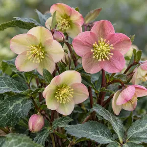Helleborus x ericsmithii 'VIV Valeria' ( Pot Size 17cm) Hellebore