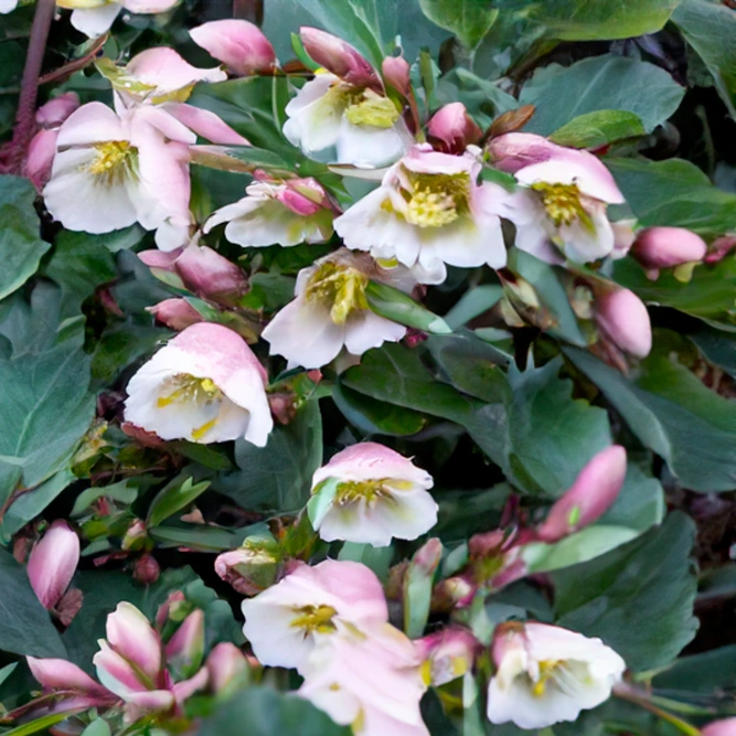 Helleborus x sahinii 'Winterbells'  (Pot Size 17cm) - image 1