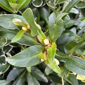 Helleborus x sahinii 'Winterbells' (Pot Size 3L) - image 2