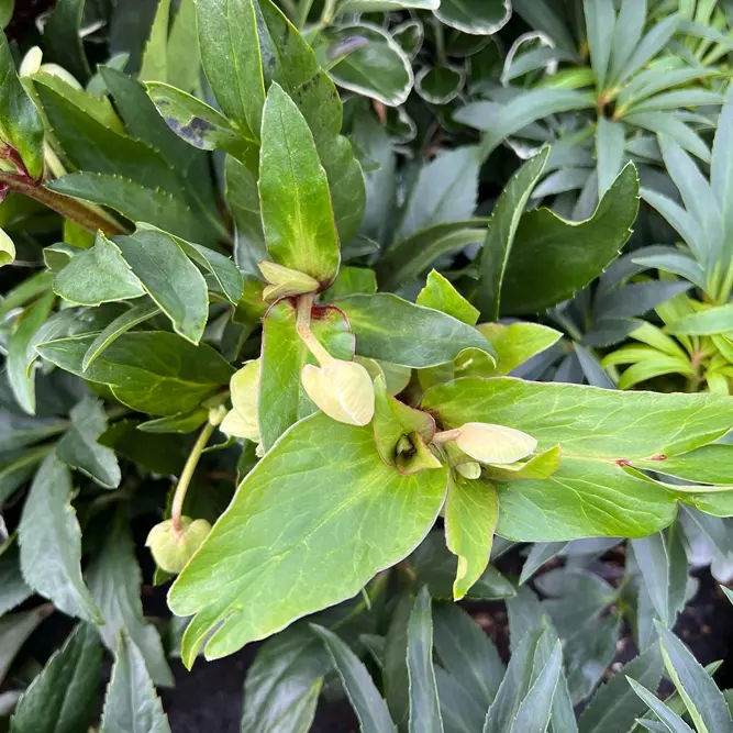 Helleborus x sahinii 'Winterbells' (Pot Size 3L) - image 3