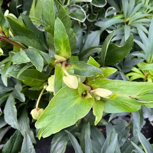 Helleborus x sahinii 'Winterbells' (Pot Size 3L) - image 3