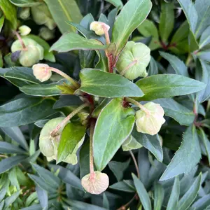 Helleborus x sahinii 'Winterbells' (Pot Size 3L) - image 4