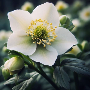 Helleobrus 'Diva' (Pot Size 2L) White Hellebore - image 2