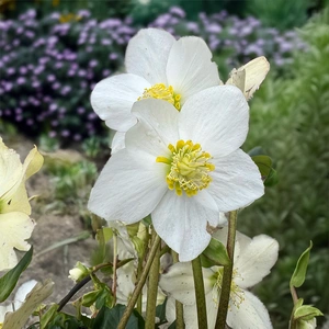 Helleobrus 'Diva' (Pot Size 2L) White Hellebore - image 1