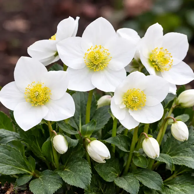 Helleborus × hybridus ‘Diva’ (Pot Size 15cm) White Hellebore - image 1