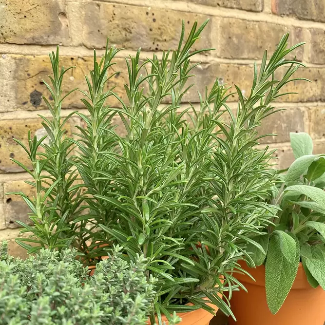 Herb Plants Plus Terracotta Pots Collection (3 x Herb Plants + 3 x 17cm Terracotta Pots) - image 3