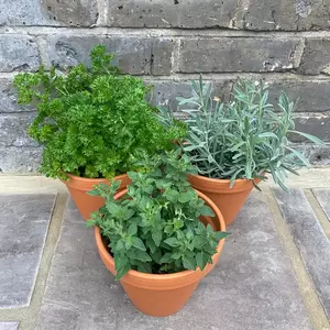 Herb Plants Plus Terracotta Pots Collection (3 x Herb Plants + 3 x 17cm Terracotta Pots) - image 2