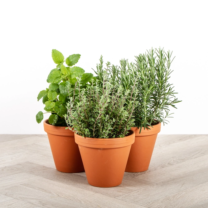Herb Plants Plus Terracotta Pots Collection (3 x Herb Plants + 3 x 17cm Terracotta Pots) - image 1